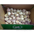 Normal White Garlic Size 5.0cm